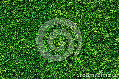 Backdrop of green leaves natural wall. Stock Photo