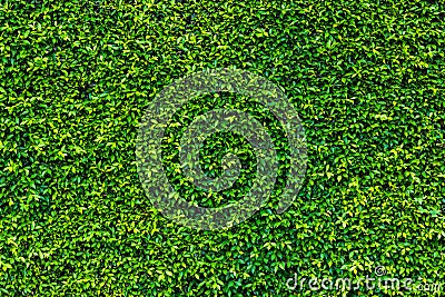 Backdrop of green leaves natural wall. Stock Photo