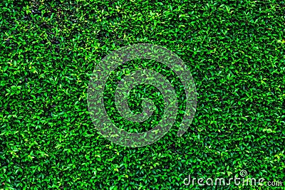 Backdrop of green leaves natural wall. Stock Photo