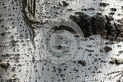 Backdrop - light grey bark of silver poplar Stock Photo