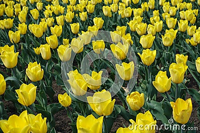 Backdrop - numerous yellow flowers of tulips Stock Photo