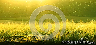 Backdrop of ripening barley of wheat field on the sunset sky. Ultrawide background. Sunrise. The tone of the photo transferred to Stock Photo