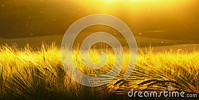 Backdrop of ripening barley of yellow wheat field on the sunset cloudy yellow / gold sky ultrawide background. Sunrise. Stock Photo