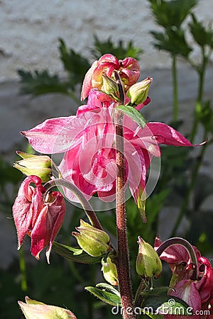 Backend view of pink columbine flower petals Stock Photo