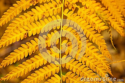 bright golden fall colored symmetrical cold hardy fern medium close up background Stock Photo