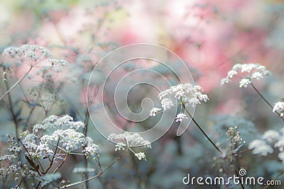 Background Abstract of White Flowers Bloom Stock Photo