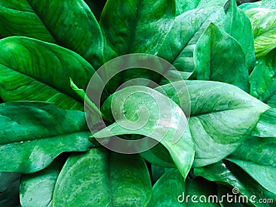 Background of Aglaonema leaf. Stock Photo