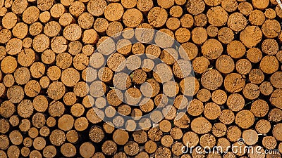 Cut wooden logs in layers. Background of arranged heap of fresh logs with clear cuts Stock Photo