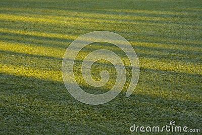 Background artificial turf green grass Stock Photo