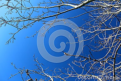 Background of aspen tree branches against a blue clear sky with a place for text Stock Photo
