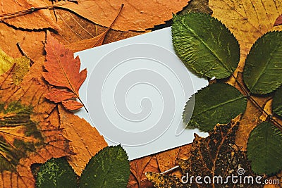 Background of autumn colorful leaves. Business card, postcard, place for text. Top view Stock Photo