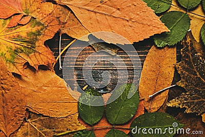 Background of autumn colorful leaves. Business card, postcard, place for text. Top view Stock Photo