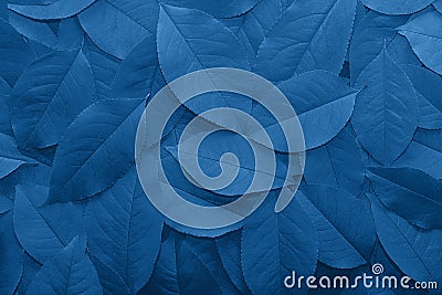 Background from autumn fallen leaves close-up in color Pantone classic blue 2020. Stock Photo