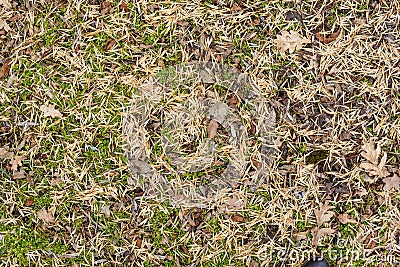 Background from autumn foliage on the ground Stock Photo