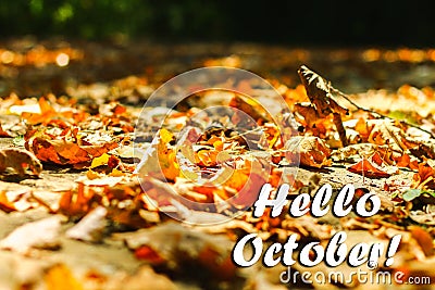 background of autumn leaves autumn leaves in a Park on earth, yellow, green leaves in autumn Park. Hello october. Stock Photo