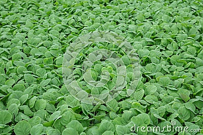 Background of baby kale in nursery tray Stock Photo