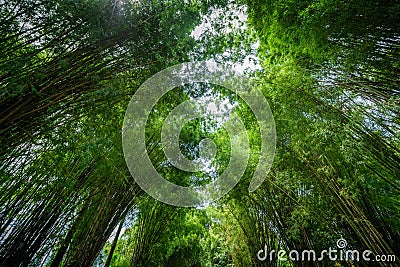 Background of Bamboo tunnel Stock Photo