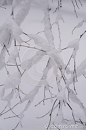 Background of bare thin branches covered with a thick layer of snow Stock Photo