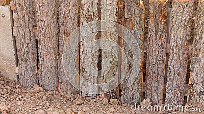 Background bark fence. Stock Photo