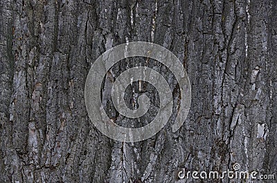 Background bark tree Stock Photo