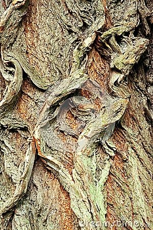 Background of bark of White Willow, Salix alba Stock Photo