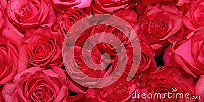Background of beautiful flowers. Texture. Buds. Roses. Design. Close up. Stock Photo