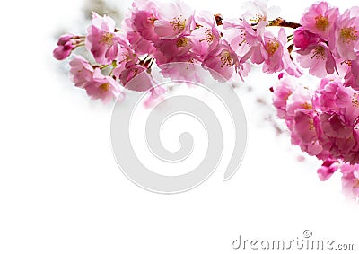 Background with Beautiful pink cherry blossom Stock Photo