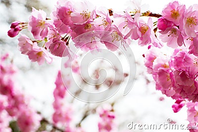 Background with Beautiful pink cherry blossom, Sakura flowers Stock Photo