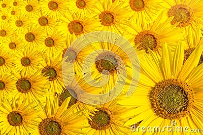 Sunflower background text space Stock Photo