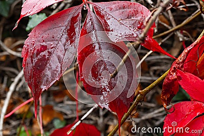 Background, Beautiful wet autumn leaves of wild grapes, rain October Stock Photo