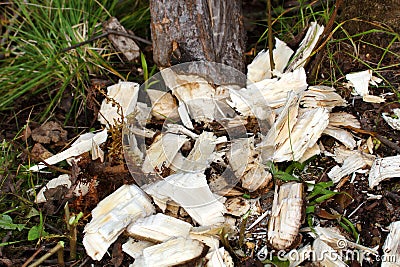 Background beaver chips Stock Photo