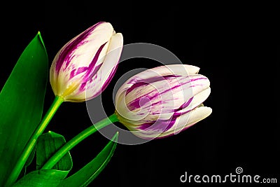 Tulips flowers on black background Stock Photo