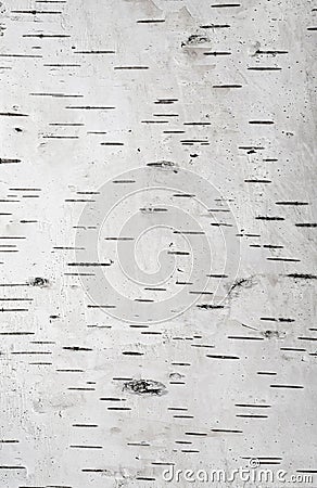 Background of birch bark Stock Photo