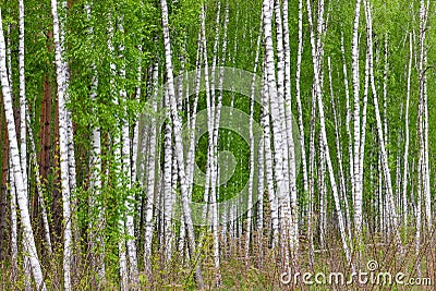 Background of birches on the edge of spring forest Stock Photo