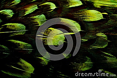 background with bird basant feathers Stock Photo