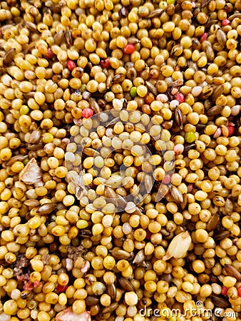 Birdseed with different colorful seeds. Background with birdseed. Stock Photo