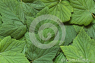 Background of the black current leaves Stock Photo