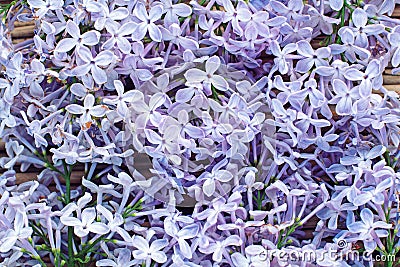 Background of blooming flowers of lilac Stock Photo