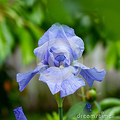 Background blooming flowers violet lilac iris grow in a flowerbed Stock Photo