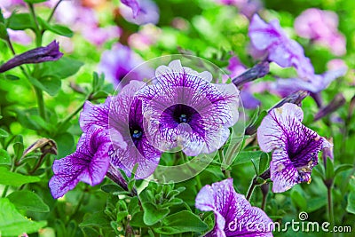 Background of blooming petunia surfinia Stock Photo