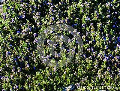 Background of Blooming Rosemary Stock Photo