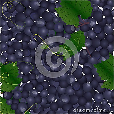 Background of blue bunches of grapes Vector Illustration