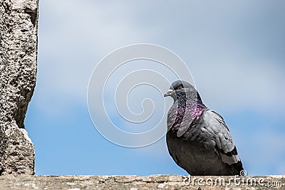 Background blue city wall pigeon landmark Stock Photo