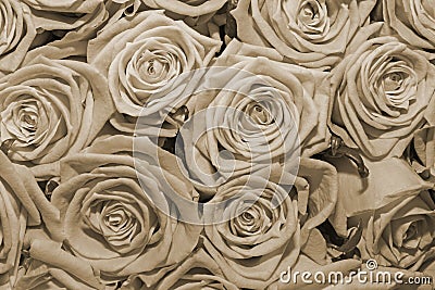 Flower background of flowers. Texture. Buds. Design. Sepia. Close up. Stock Photo