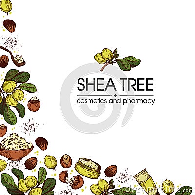 Background with branch Shea tree with fruits, nuts, leaves and Shea butter. Detailed hand-drawn sketches, vector Vector Illustration