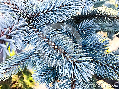 Background of branches of coniferous plants Stock Photo