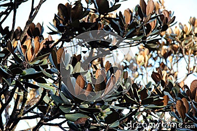 Branches of palm trees Stock Photo