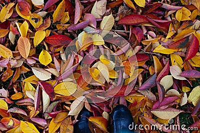 background of bright autumn leaves fallen to the ground, top view of feet in galoshes with copy space during a walk in Stock Photo