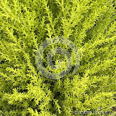 Background with bright green cypress branches. Stock Photo