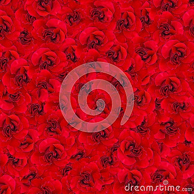 Background of bright red roses. Seamless pattern of roses. Imitation of drawing pencil. Stock Photo